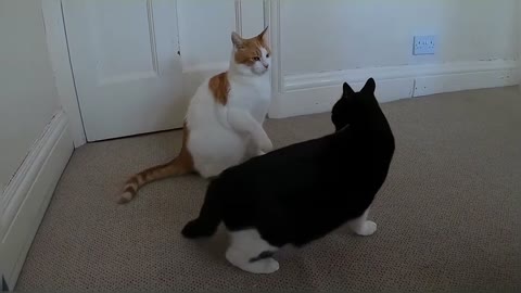 Cats Play Fighting