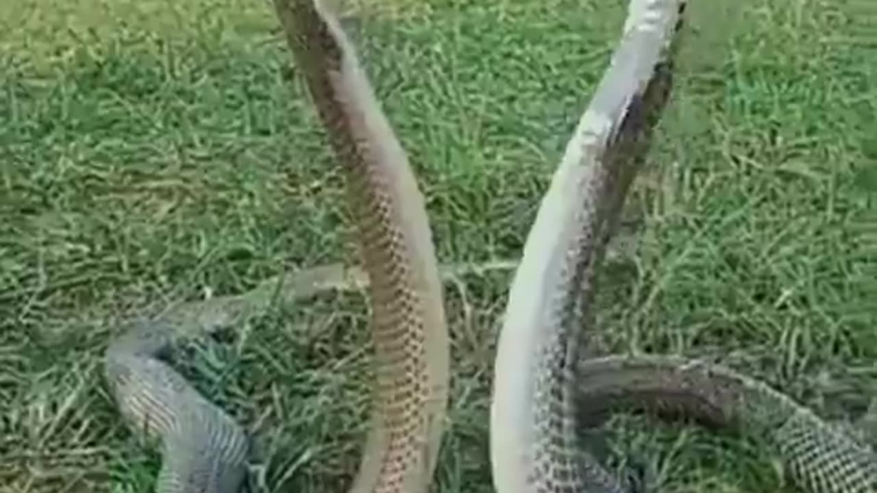 Snake Dance