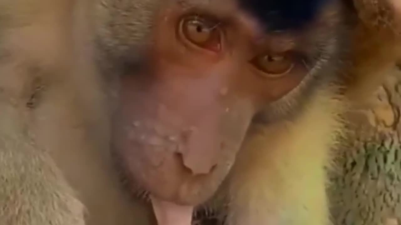 Funny monkey 😂🤣