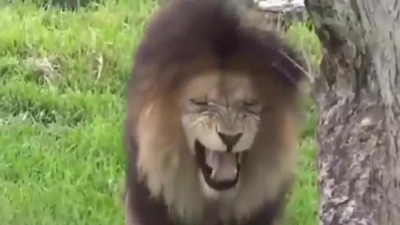 Troll prank Dog funny & fake lion and fake tiger prank to Dog & Huge box prank to dog
