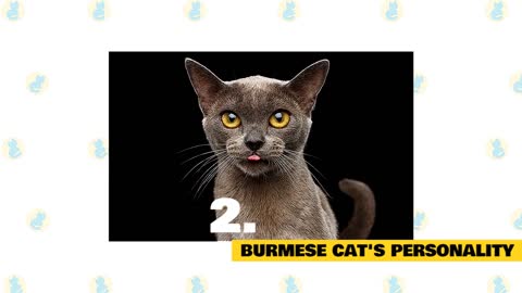 Burmese Cats 101 || Fun facts & Myths