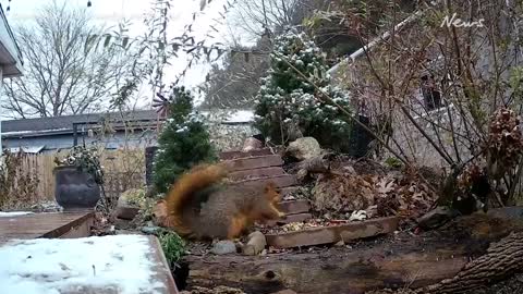 Squirrel Bulks Up on Peanuts as Winter Weather Sweeps Great Lakes Region