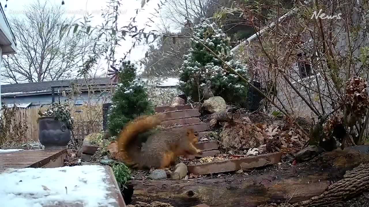 Squirrel Bulks Up on Peanuts as Winter Weather Sweeps Great Lakes Region