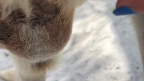 pregnant kangaroo mother