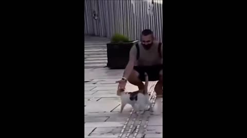 Funny animals - Funny cats / dogs - Funny animal videos 2023