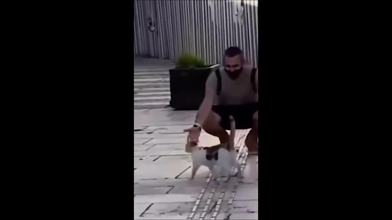 Funny animals - Funny cats / dogs - Funny animal videos 2023
