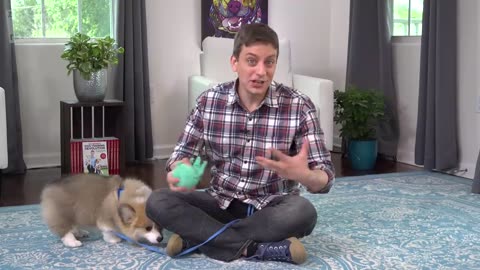 The Secret to Potty Training your Puppy!