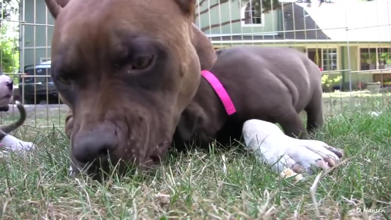 Pit Bull Growls and Snaps at Her Puppies! (in HD)