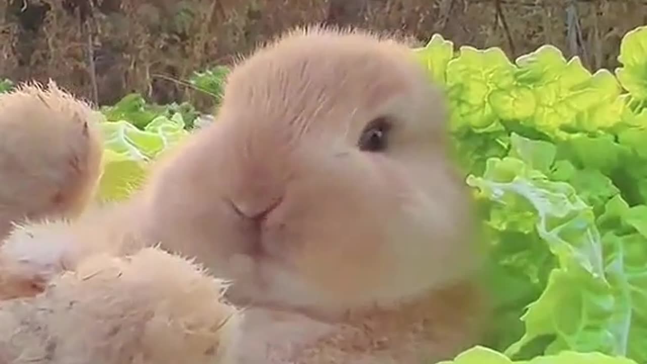 What does heaven looks like for a rabbit