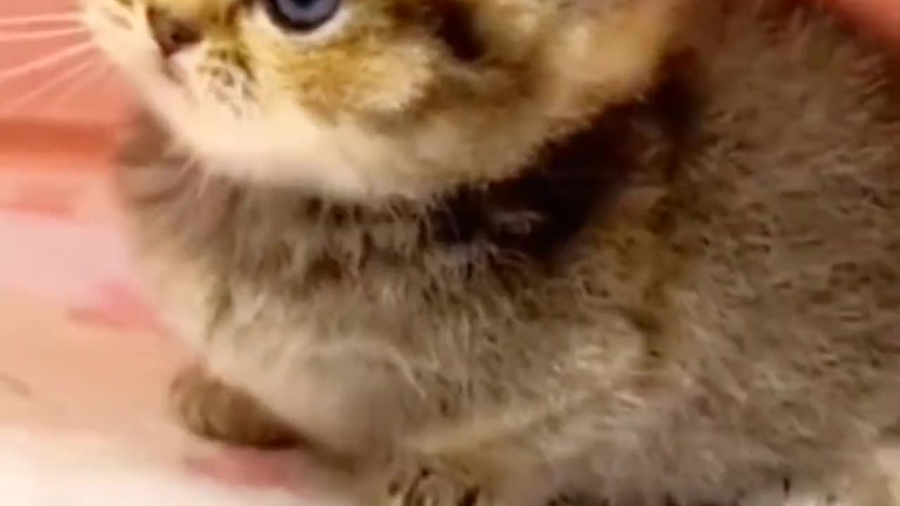 Cat beauty puppy