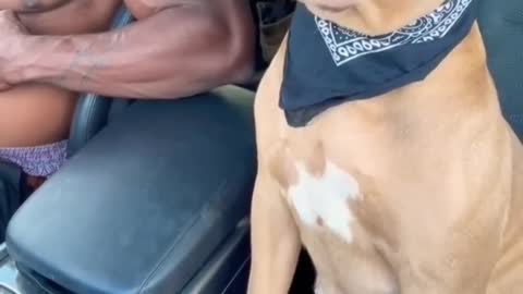 Dog Listening to Coolio (Gangsta’s Paradise)💫🫡