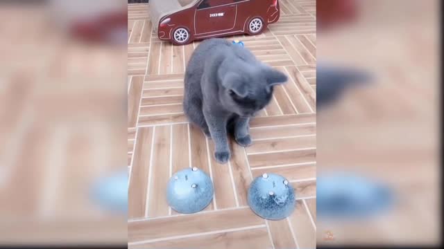 Baby Cat's Cute and Funny Video