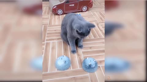 Baby Cat's Cute and Funny Video