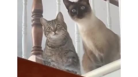 WATCH and TRY TO STOP LAUGHING . the best FUNNY Animals VIDEOS OF the 2022