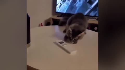 funny videos