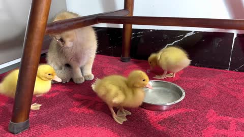 The kitten is watching the duckling eating carefully