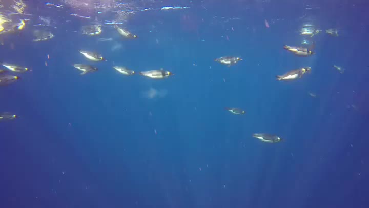 Swimming Emperor Penguins