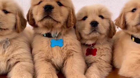 Golden retriver puppies