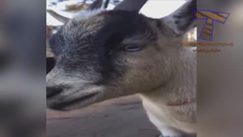 FUNNIEST GOAT VIDEO ON THE INTERNET (COMPILATION)