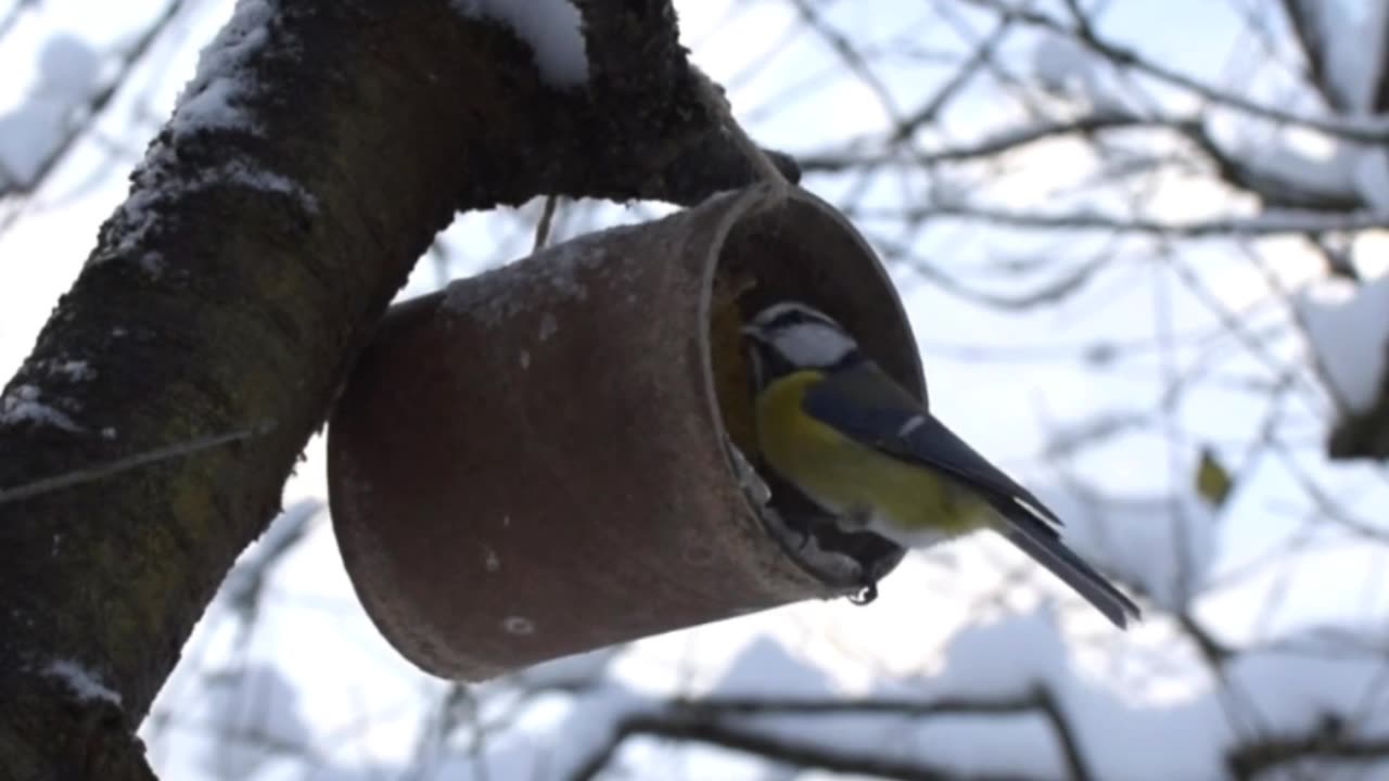 So beautiful Bird 🐦 sound 🔊 short video viral