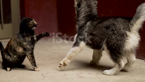 Dog and cat funny fighting