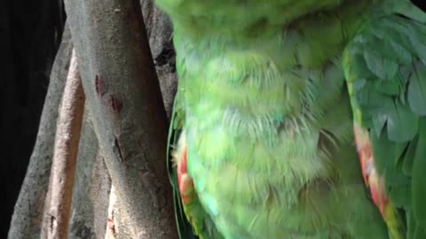 A parrot speaks Spanish, Cartagena, Colombia