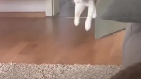 Funny Cats And Dogs Videos 😂 #4 - Best Funniest Animal Videos 2023 😅
