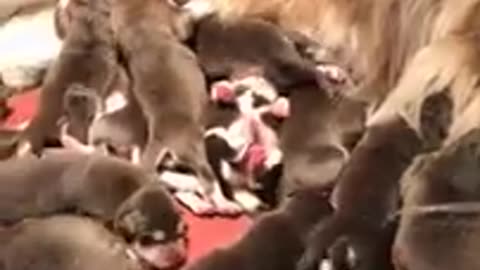 New Members Cute Puppies