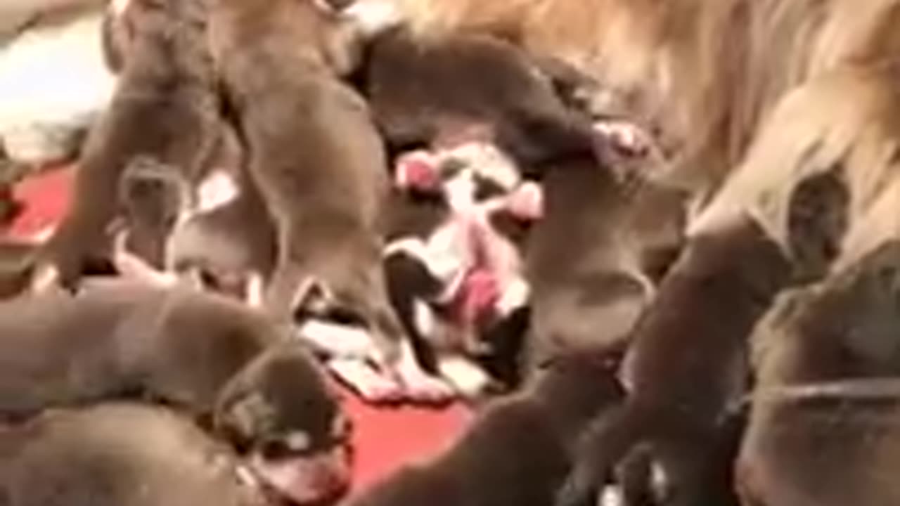 New Members Cute Puppies