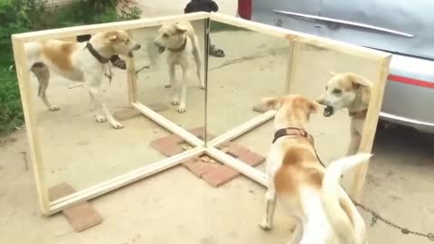 dogs reaction after looking mirror