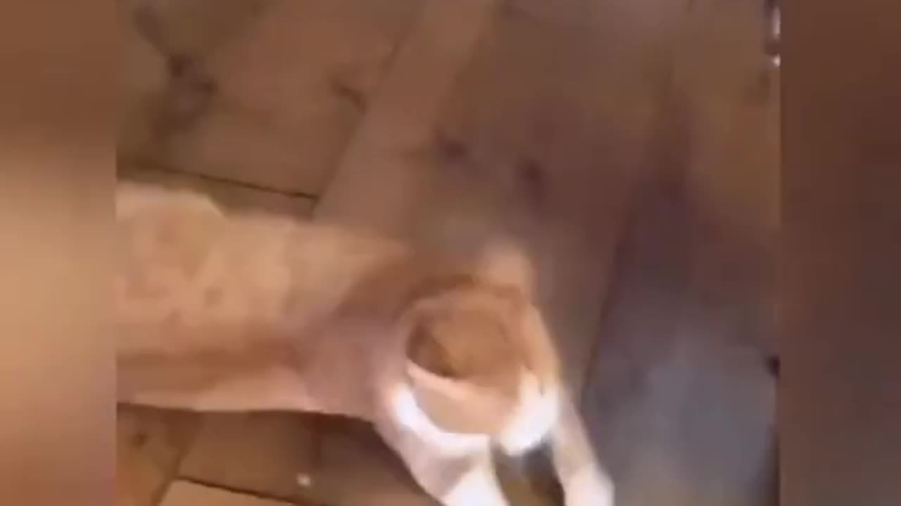 Funny videos