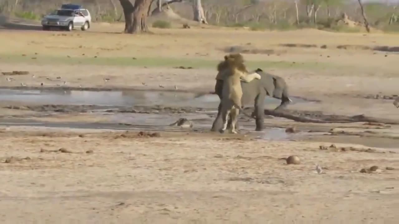 Unbelievable Battle: Dog-Like Lion Takes on a Massive Elephant!