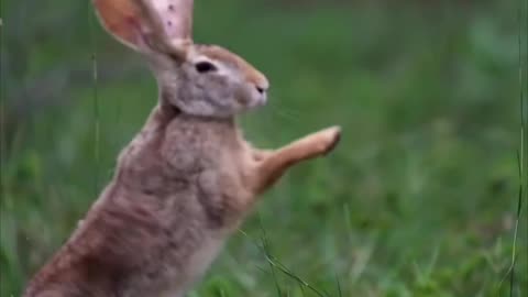 Playing couple Rabbit