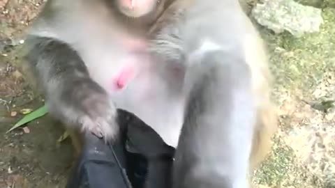 Funny baby monkey