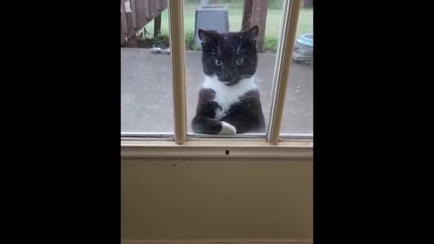 “FUNNIEST Cats vs Dogs | The ULTIMATE Compilation 2023” #4 🐾🐕