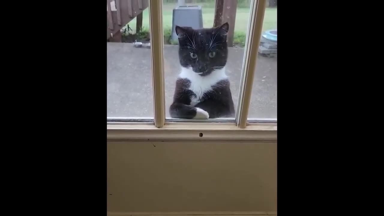 “FUNNIEST Cats vs Dogs | The ULTIMATE Compilation 2023” #4 🐾🐕