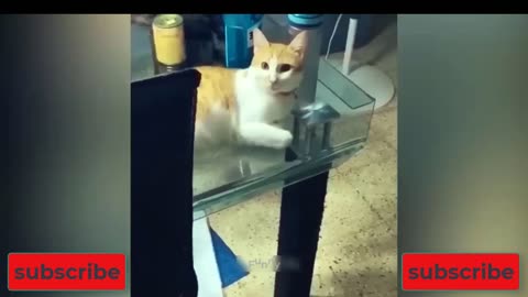 Cute and Funny Animal Videos Compilation #006