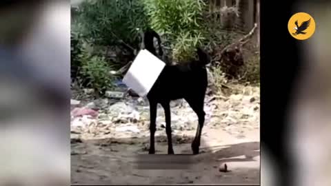 most funny animal video 2022 hahahahaha.......