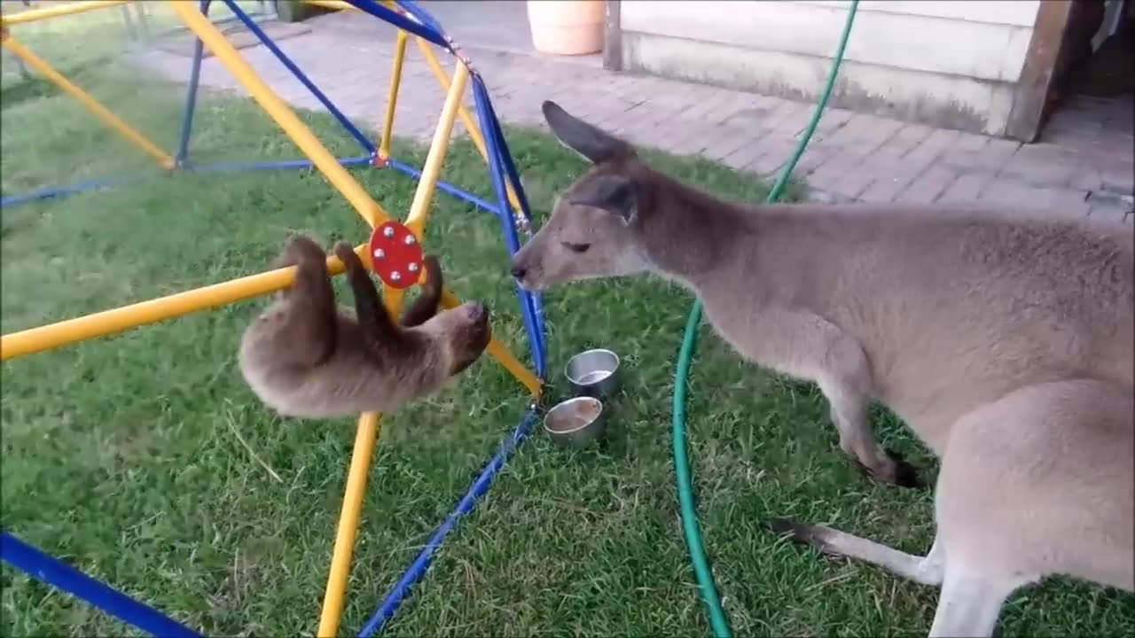 “Sloths Gone Wild: The Slow-motion Shenanigans!” 🦥😄