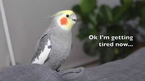 Cockatiel Singing (with subtitles!) 🎶