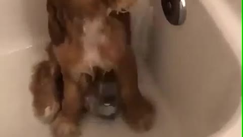 cute dog take bathes under the tap