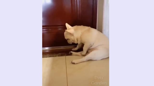 Very cute video. The dog is trying to sleep😍