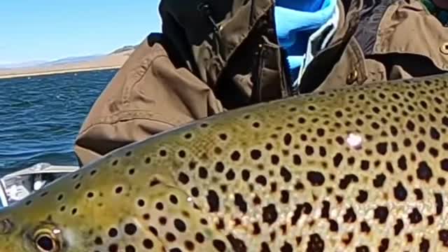 The king of the lake German Brown Trout