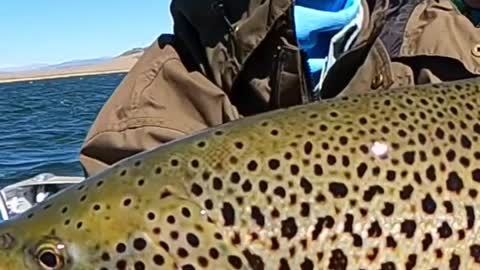 The king of the lake German Brown Trout