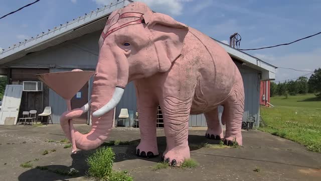 Pink elephant