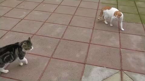 Craziest Cat Fights