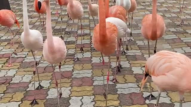 flamingo