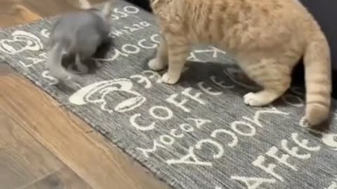 Chinchilla vs Cat! 😂🔥 - #funny #funnyfails #funnyvideo #humor #humour #humormemes #fails