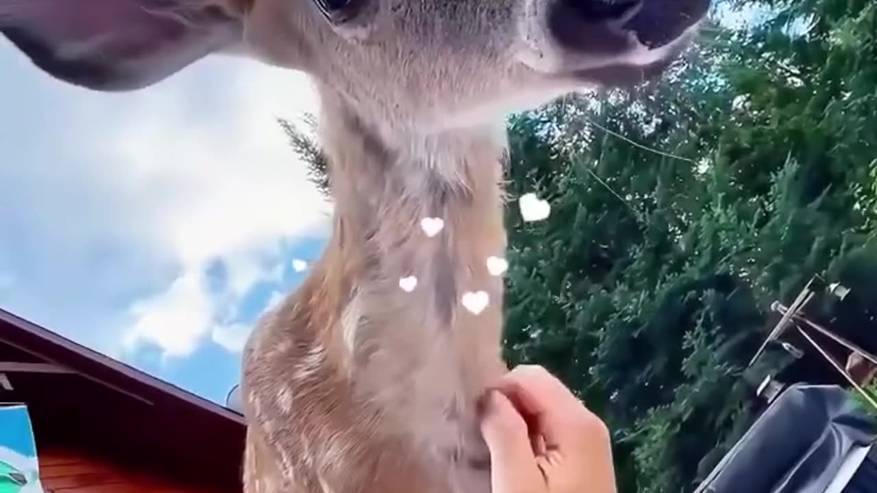 This family found a lost deer on the middle of the road