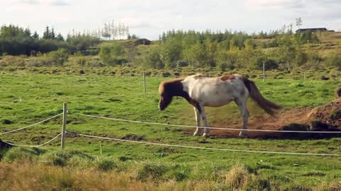 Horse rolling on the grass